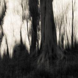 Overgrown : Frozen Dandylions and Overgrown